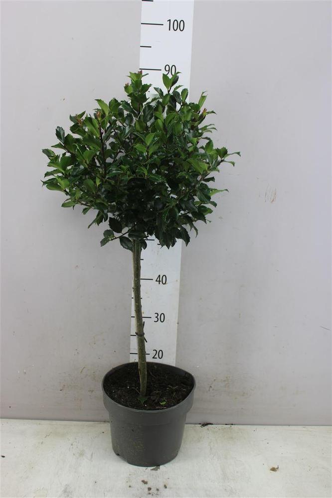 Ilex Blue Angel kmen