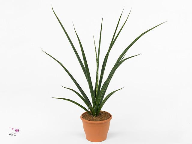 Sansevieria Fernwood Punk