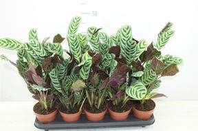 Ctenanthe Burle-marxii