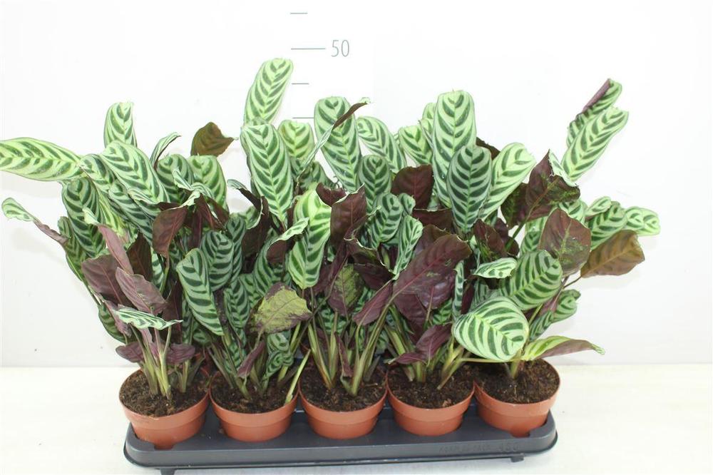 Ctenanthe Burle-marxii