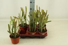 Euphorbia xylopiloides
