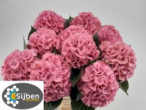 Hydrangea roy palace