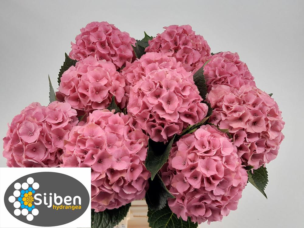 Hydrangea roy palace