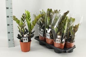 Zamioculcas Raven black