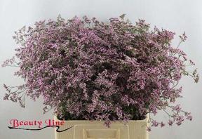 Limonium safora oshi pink