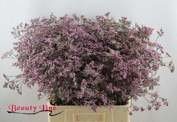 Limonium safora oshi pink