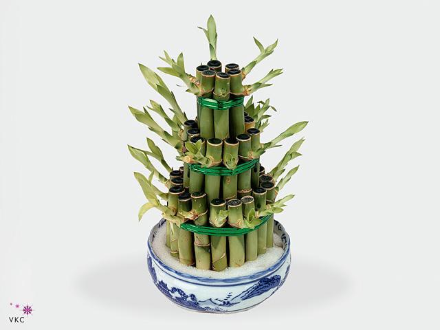 Dracaena Lucky Bamboo