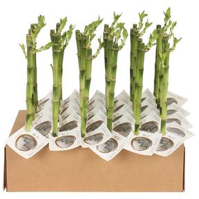 Dracaena Lucky Bamboo