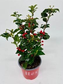 Ilex Blue Angel