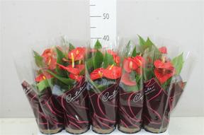 Anthurium Karma red 5+