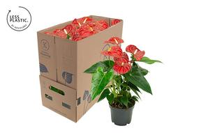 Anthurium Karma red 5+