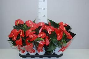 Anthurium Karma red 5+