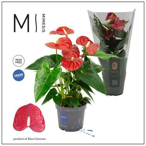 Anthurium Karma red 5+