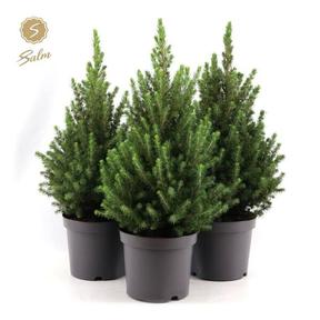 Picea glauca December