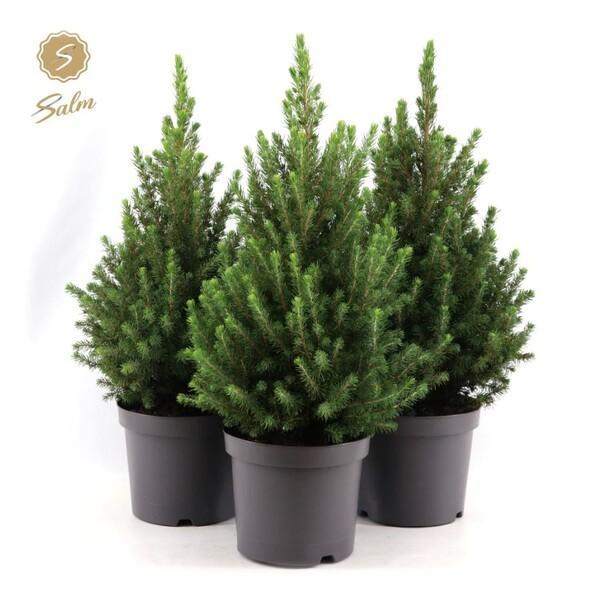 Picea glauca December