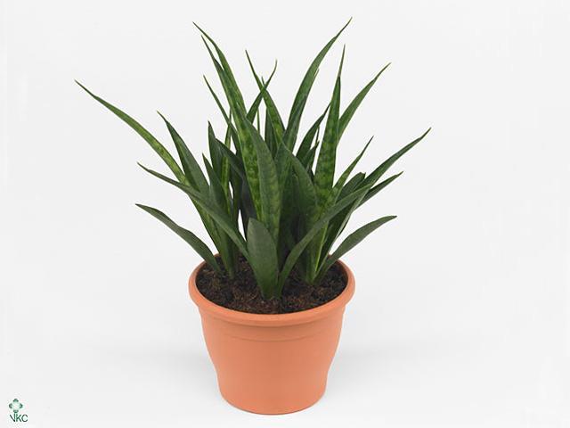 Sansevieria Grandis