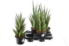 Sansevieria Grandis