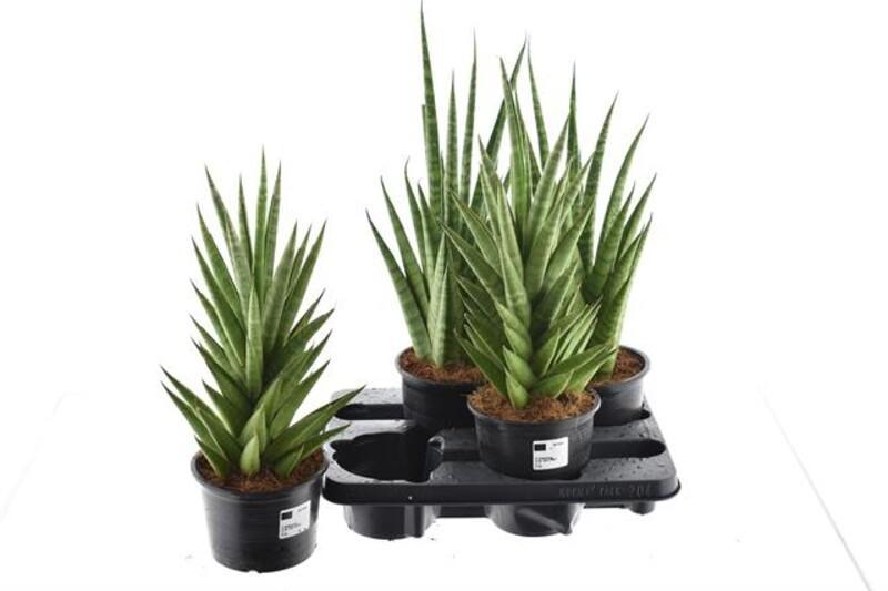 Sansevieria Grandis