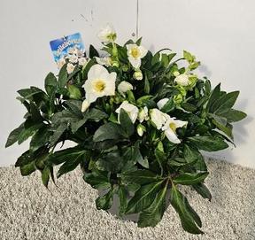 Helleborus niger Jasper