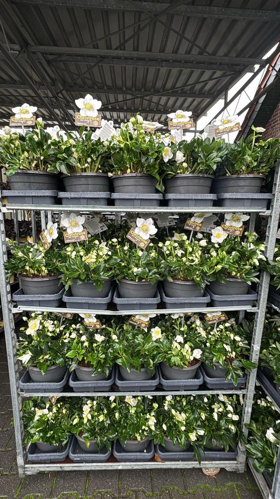 Helleborus niger Jasper