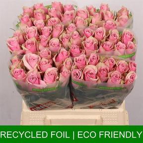 Rosa gr athena royal