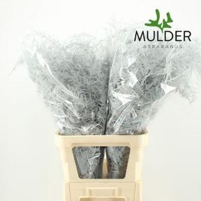 Zeleň - asparagus barvený mix