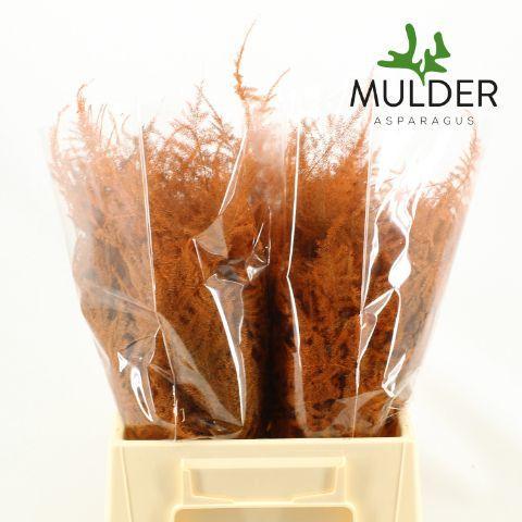 Zeleň - asparagus barvený mix