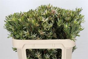 Leucadendron ayoba star pearl