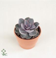 Echeveria glitter