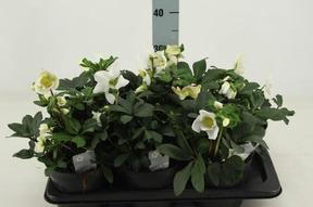 Helleborus Christmas Carol