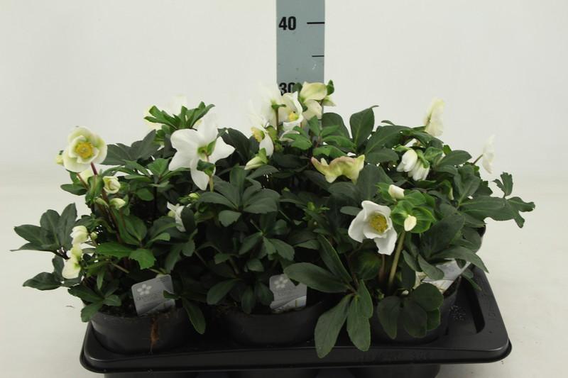 Helleborus Christmas Carol