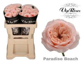 Rosa gr garden paradise beach