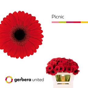 Germini plastic picnic