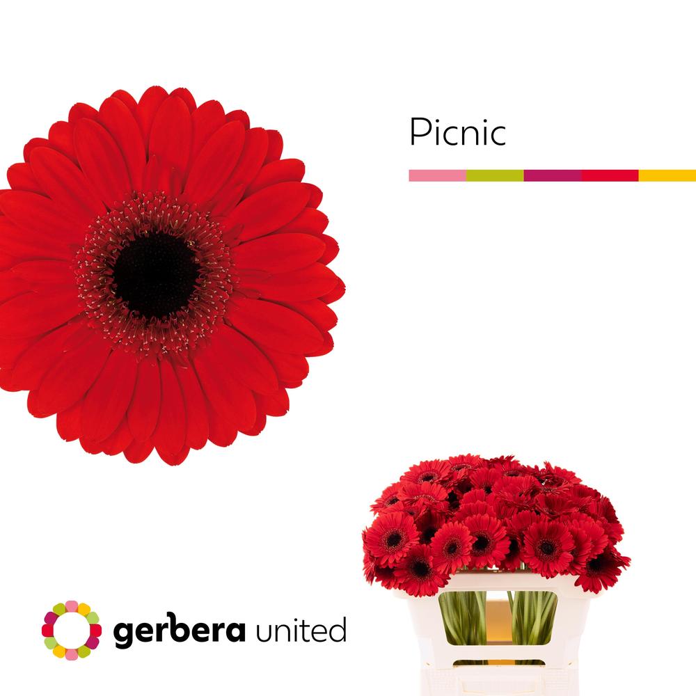 Germini plastic picnic