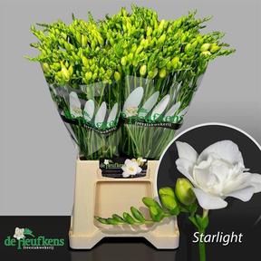 Freesia du starlight