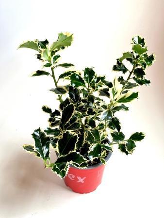 Ilex Argentea Marginata