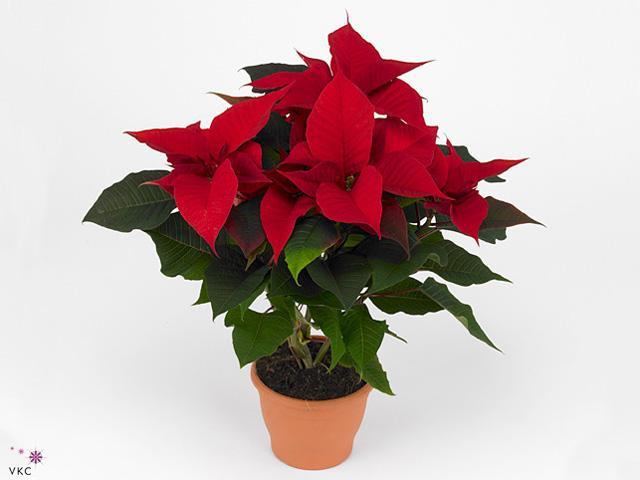 Poinsettia Skystar EXX