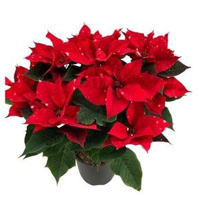 Poinsettia Skystar EXX