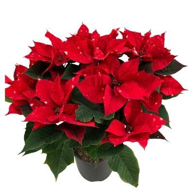 Poinsettia Skystar EXX