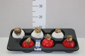 Hippeastrum cibule vosk 15cm