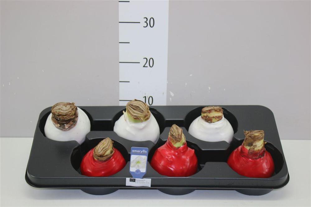 Hippeastrum cibule vosk 15cm