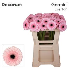 Germini plastic everton