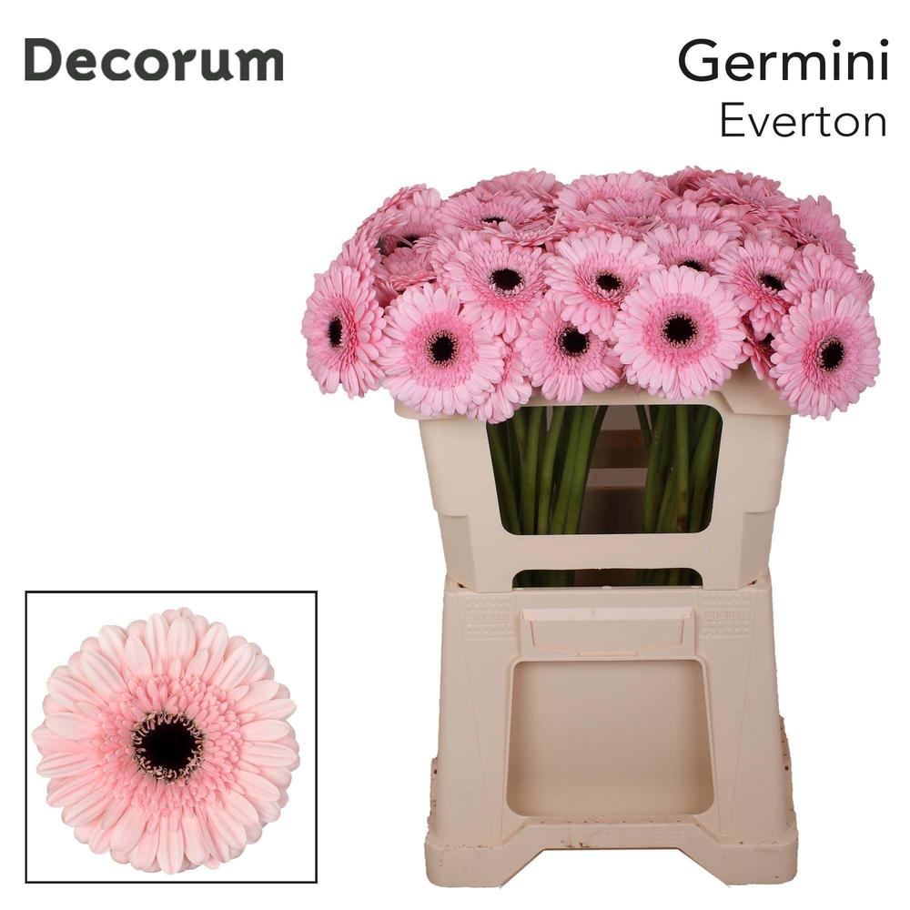 Germini plastic everton