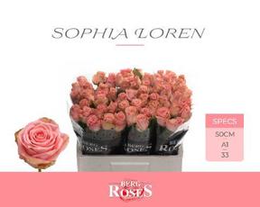 Rosa gr sophia loren