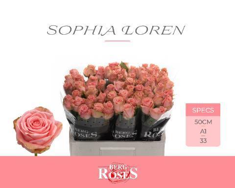 Rosa gr sophia loren