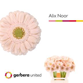 Germini plastic alix-noor