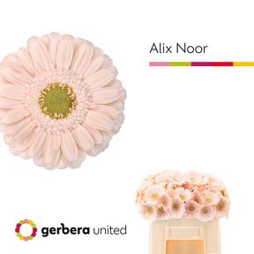 Germini plastic alix-noor