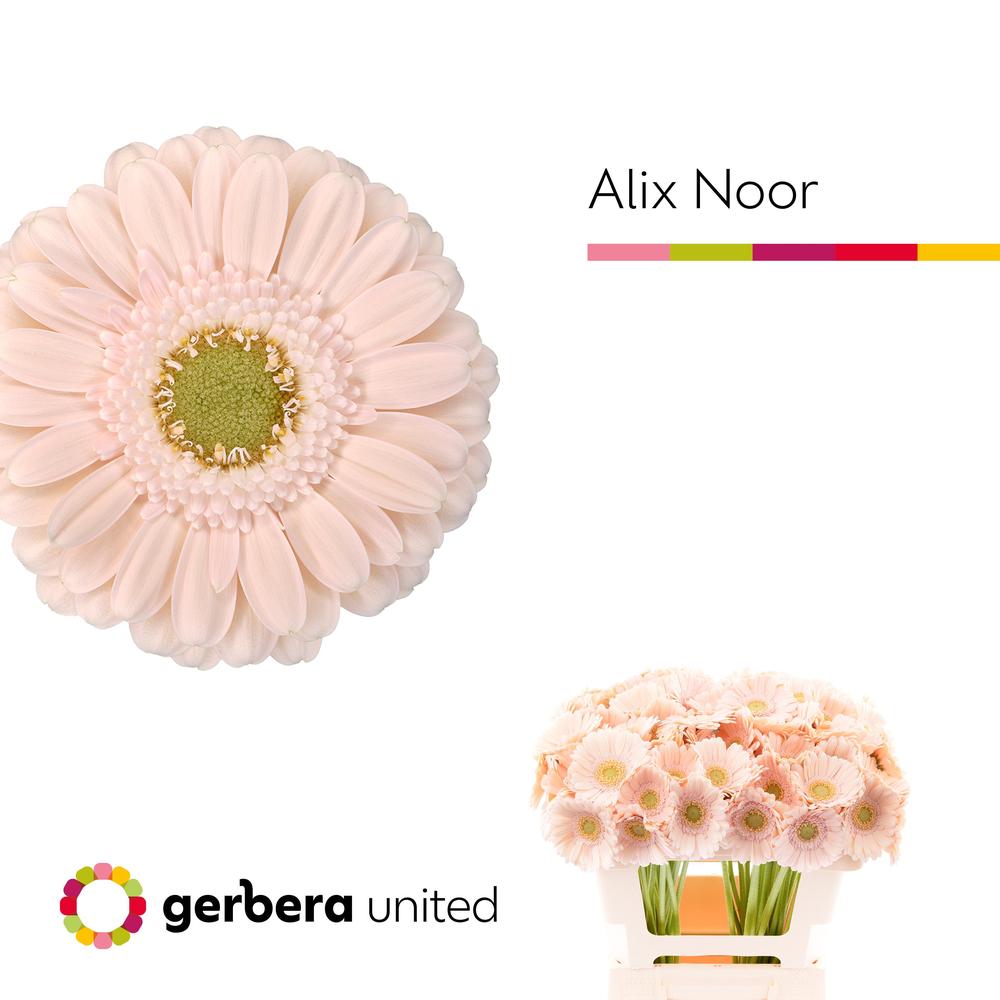 Germini plastic alix-noor