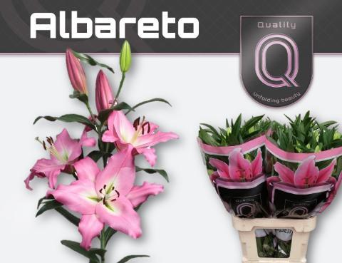 Lilium or albareto