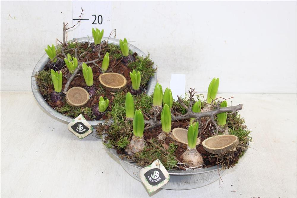 Hyacinthus mix zinek